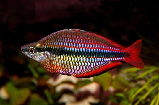Banded Rainbowfish - Melanotaenia trifasciata